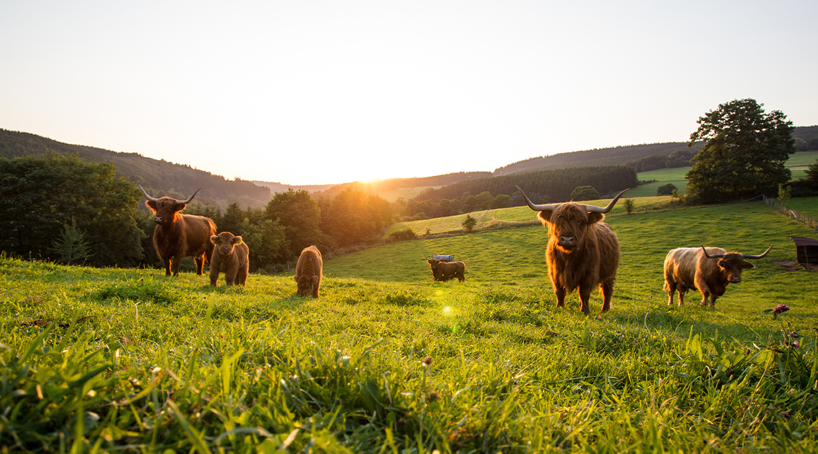 Highland cattle at sunset in Winterburg, Germany
